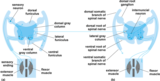 Two illustrations of the spinal cord's monosynaptic and multisynaptic arcs; various structures are labeled