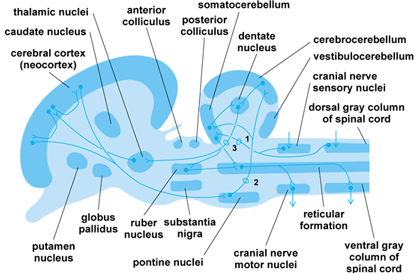 Sagittal section view of a mammalian brain; various structures are labeled