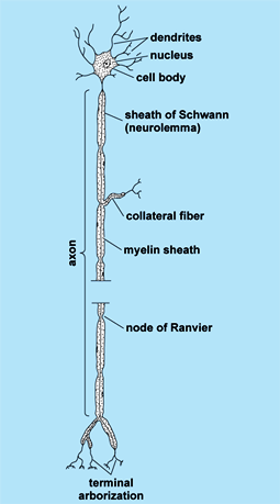 Illustration of a vertical neuron; various structures are labeled