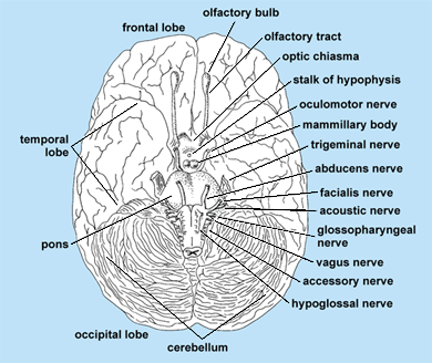 Illustration of a brain from below; various structures and nerves are labeled