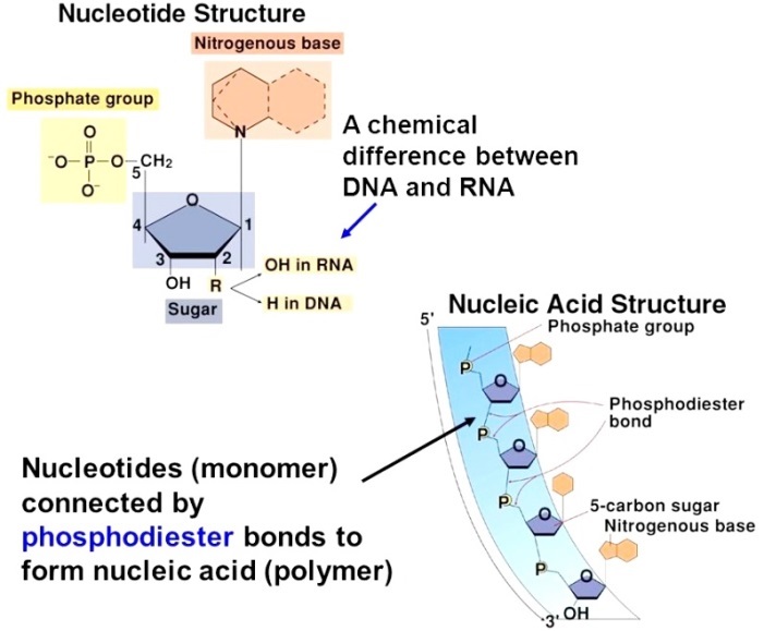 Structures of a nucleotide and a nucleic acid