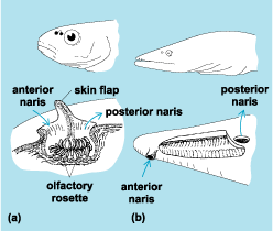 Drawings of the nose of two fishes (outside and inside views)
