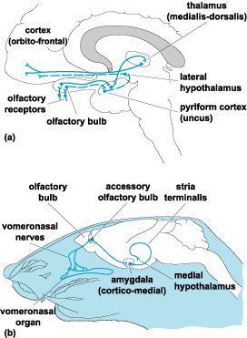 Top: Illustration of the central olfactory pathways characteristic of higher primates. Bottom: Illustration of the accessory olfactory pathways characteristic of rodents