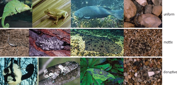 Color photos of 12 instances of animal camouflage: 4 each of uniform, mottle, and disruptive types