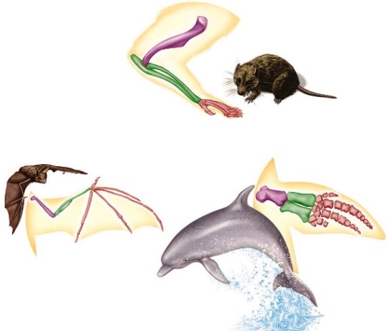 Color illustration of a bat, rodent, and dolphin, with the associated limb modification (skeletal form)