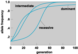 Graph of allele frequency versus generation for 3 genotype cases: dominant, recessive, and intermediate