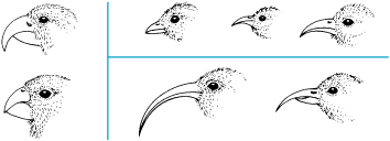 Black-and-white drawing of birds with different types of beaks