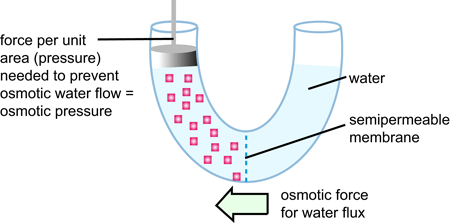 This is a drawing illustrating the concept of osmotic pressure