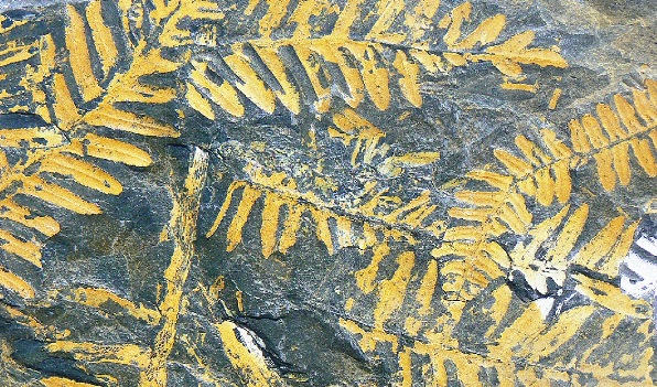 Fossilized ferns showing yellow leaf outlines on a black/gray rock