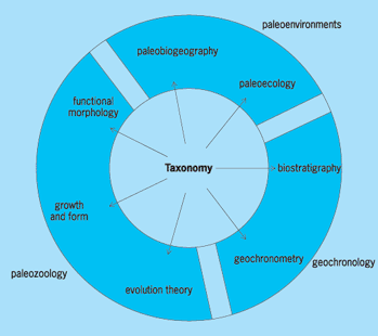 Circular diagram of various divisions within palentology, including paleoenvironments (paleobiogeography and paleoecology), geochronology (biostratigraphy and geochronometry), and paleozoology (evolution theory, growth and form, and functional morphology)