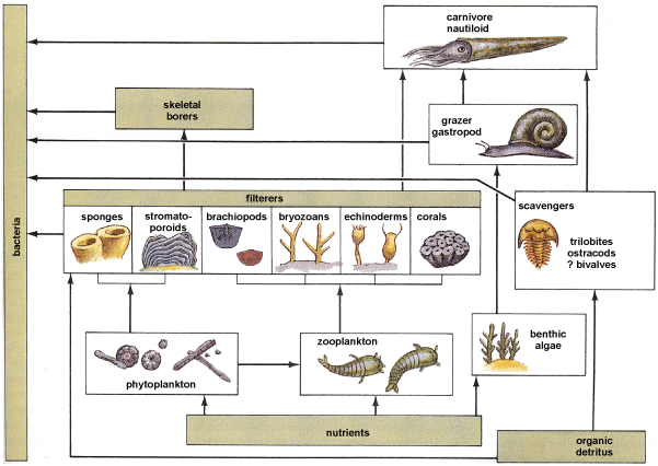 Color food-web diagram of various fossil organisms
