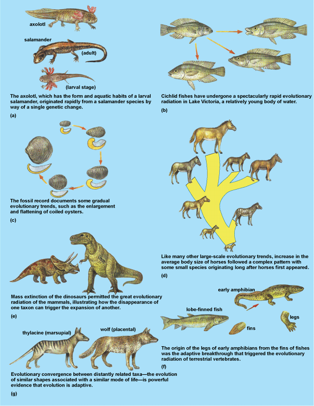 Color diagram of evolutionary processes