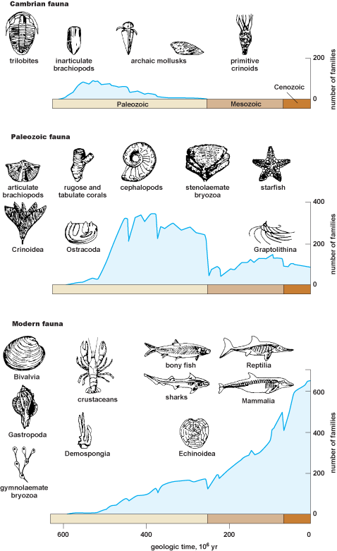 Three diagrams showing the patterns of diversity of families of marine organisms (geologic time versus number of families)