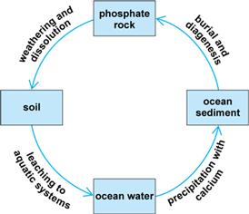 geological phosphorus cycle
