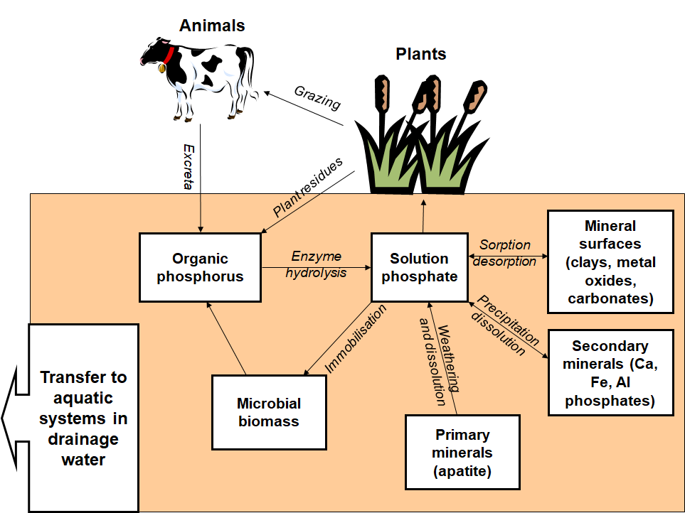 biological phosphorus cycle in the terrestrial environment