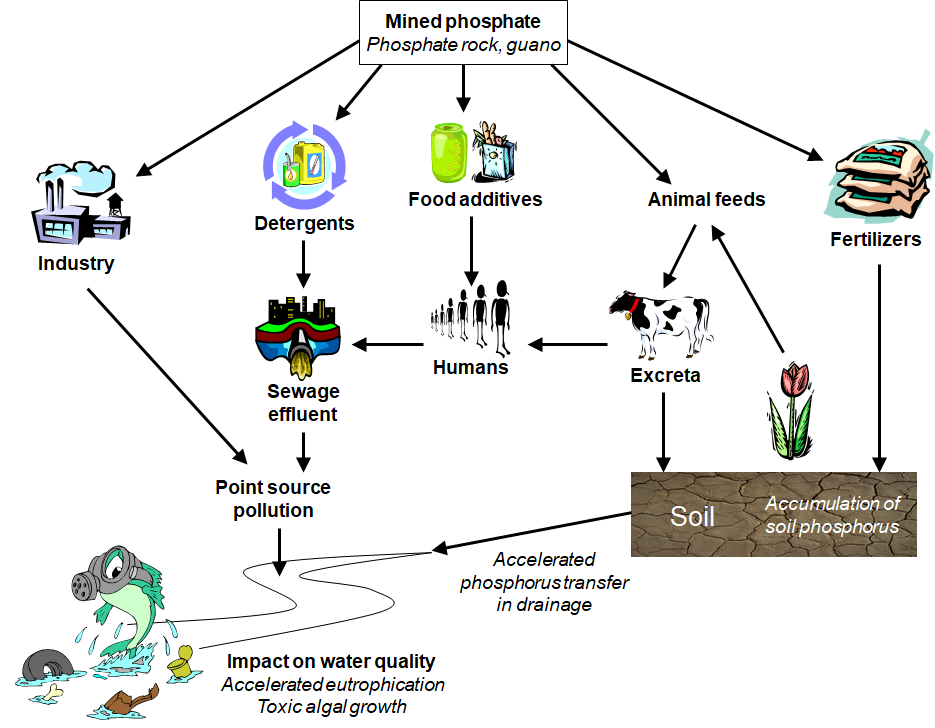 human impact on the global phosphorus cycle