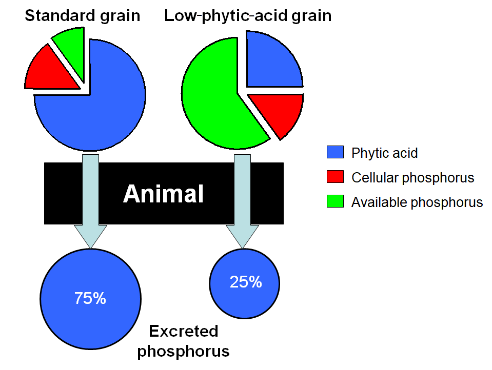 impact of low-phytic-acid grains on animal phosphorus excretion