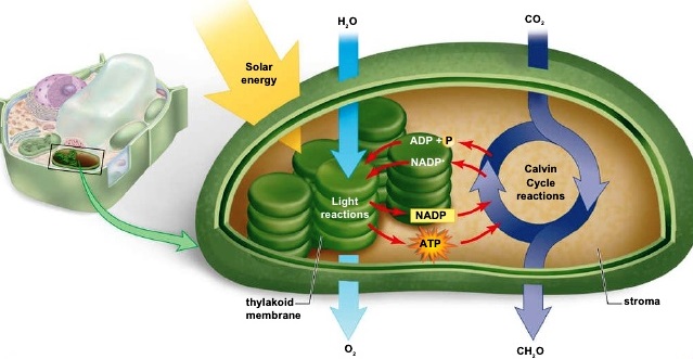Diagram of a chloroplast