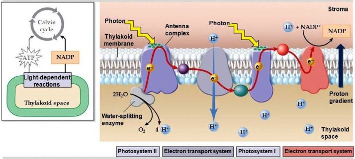 The photosynthetic electron transport system