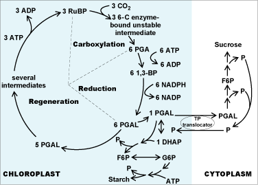 Schematic outline of the C3 carbon dioxide assimilation cycle