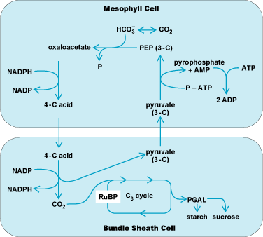 Schematic outline of the C4 carbon dioxide assimilation process