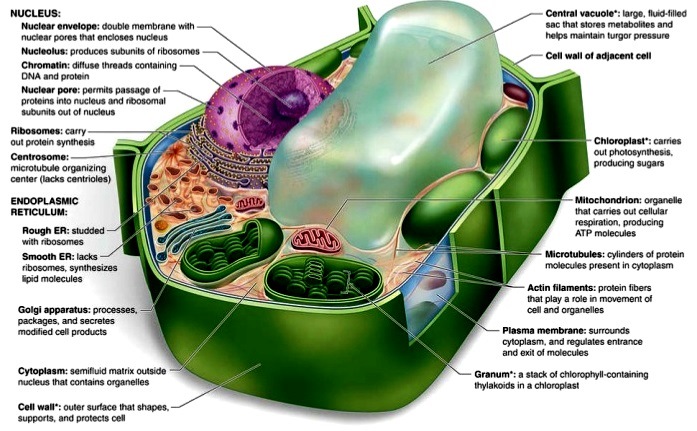 Color drawing of a plant cell; various structures are labeled