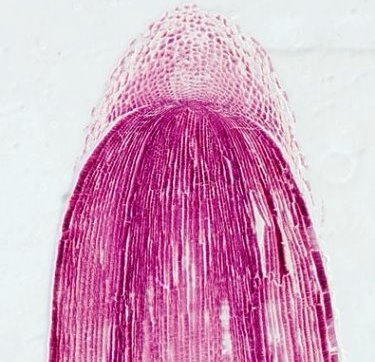 Light micrograph (colored violet) of new cells growing at a root tip
