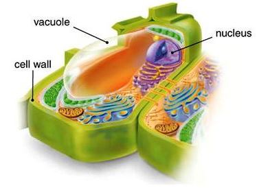Color illustration of a vacuole in relation to the cell wall and nucleus