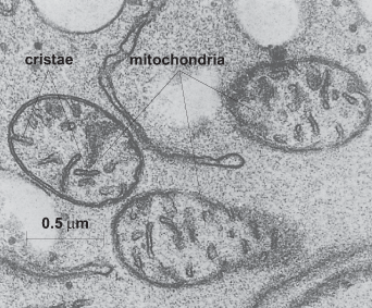 Black-and-white image of three mitochondria, which are labeled, along with cristae; scale bar = 0.5 μm