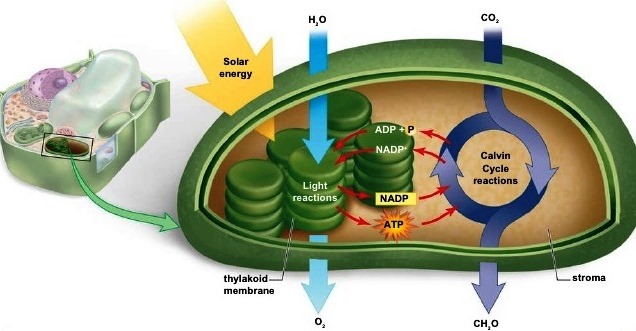 Color illustration of a chloroplast; various structures and reactions are labeled
