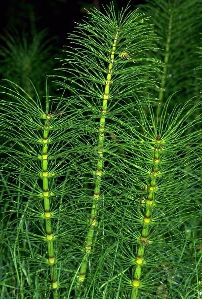 Close-up view of 3 long vertical stems; needle-like branches radiate off from each stem.