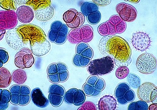 Colorized round/oval pollen grains