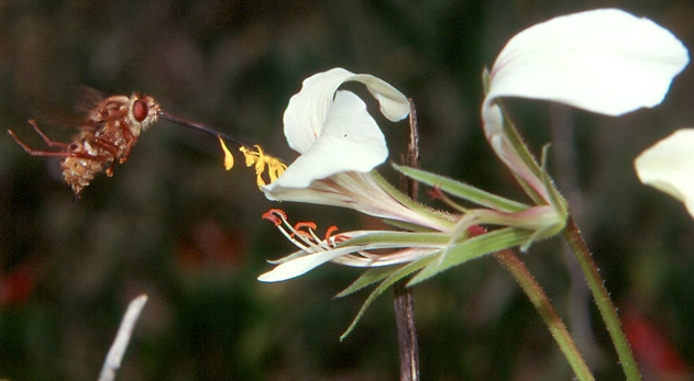 Photo of a meganosed fly (brown) inserting its very long proboscis into a white flower