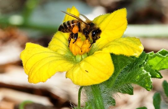 Photo of a honeybee sitting on a yellow flower