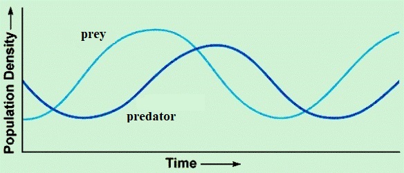 Graph of population density versus time for prey and predator