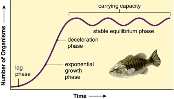 Graph of the number of organisms versus time; after a lag phase, exponential growth phase, and deceleration phase, a stable equilibrium phase (carrying capacity) is reached