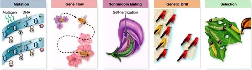 Five illustrations: mutation, gene flow, nonrandom mating, genetic drift, and selection