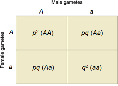 Box graph showing the possible union of male Aa versus female Aa gametes