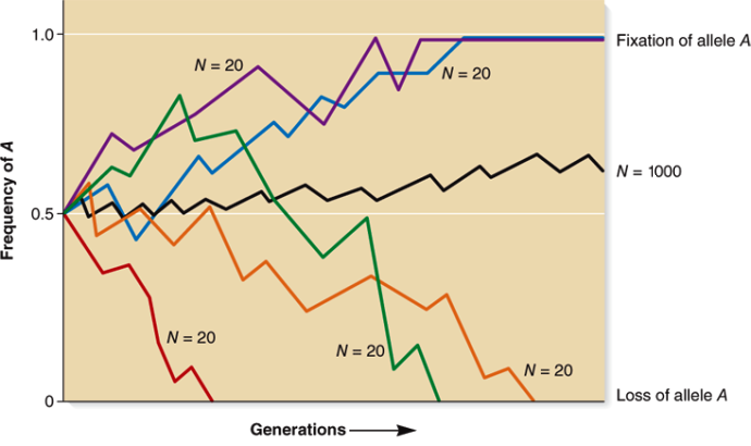 Plot of frequency of A versus generations; five differently colored lines indicate N = 20, and these lines jump to the extremes; and 1 line indicates N = 1000, which is fairly stable over time
