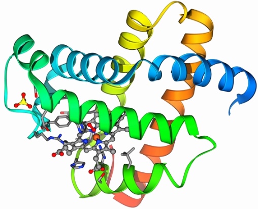 Molecular model illustration of myoglobin