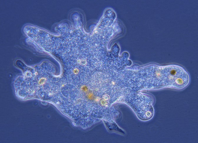 An ameboid protozoan against a blue background