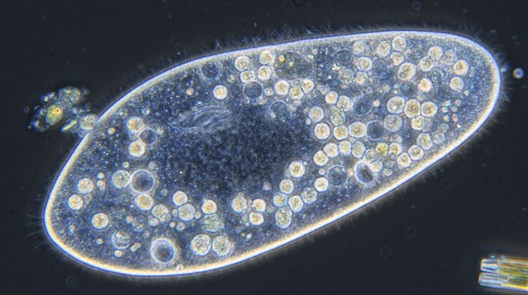 An oval paramecium (with many internal organelles in its cytoplasm) on a dark background