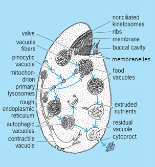 Illustration of an oval protozoan; various structures, including many vacuoles, are labeled
