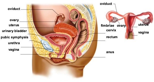Color illustration (side view) of the anatomy of the female reproductive system; a smaller overview illustration is also shown; various structures are labeled
