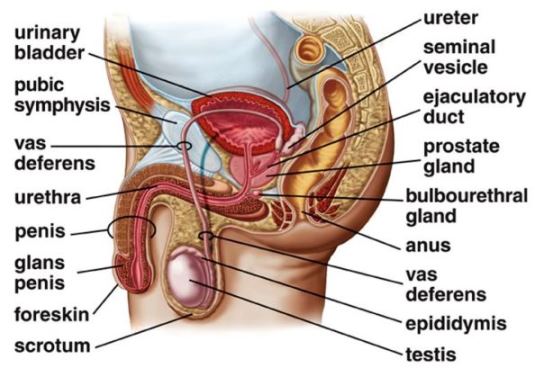Color illustration (side view) of the anatomy of the male reproductive system; various structures are labeled
