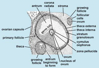 Black-and-white illustration of a portion of rat ovary cortex; various structures are labeled