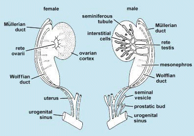 Black-and-white illustration comparing the mammalian genital tracts of males and females; various structures are labeled