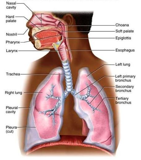 Illustration of the anatomical structures of the human respiratory system (head, neck, and chest)