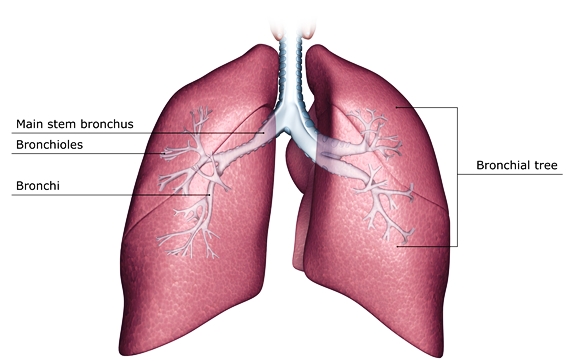 Illustration: anterior view of the lungs