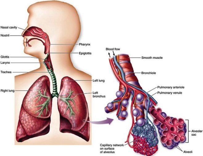 The left illustration shows the major structures of the human respiratory system (from the nose to the lungs), and the right illustration shows a close-up, inset view of the blood vessels involved in the lung